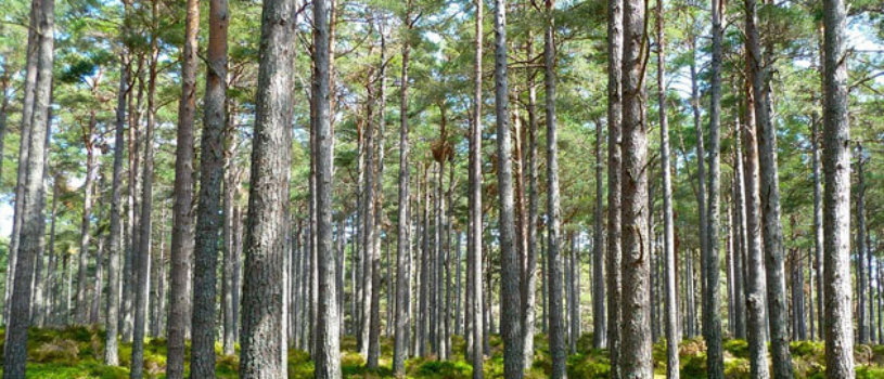 Аукционы по продаже права на заключение договоров купли-продажи лесных насаждений